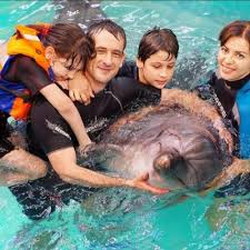 Swimming with Dolphins in Sharm el Sheikh