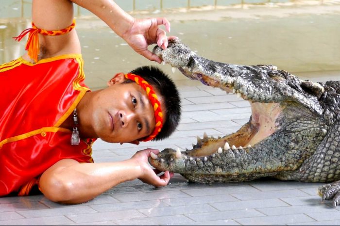 Crocodile and Snake Show Sharm El Sheikh