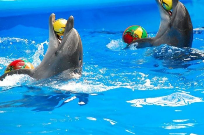 Dolphin Show in Sharm El Sheikh