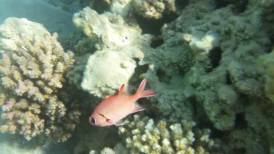 Snorkeling Trip Magawish island from Hurghada