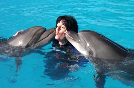 Swimming with dolphins in swimming pool in Hurghada